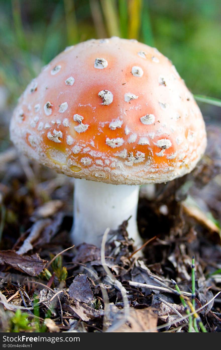 Amanita