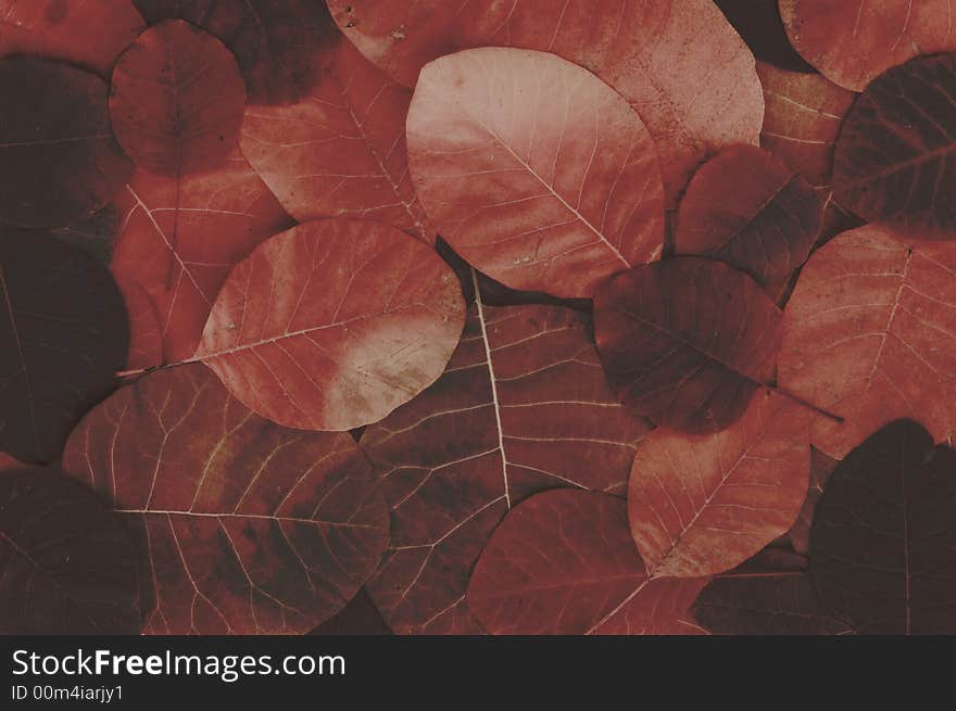 Dark leaves background