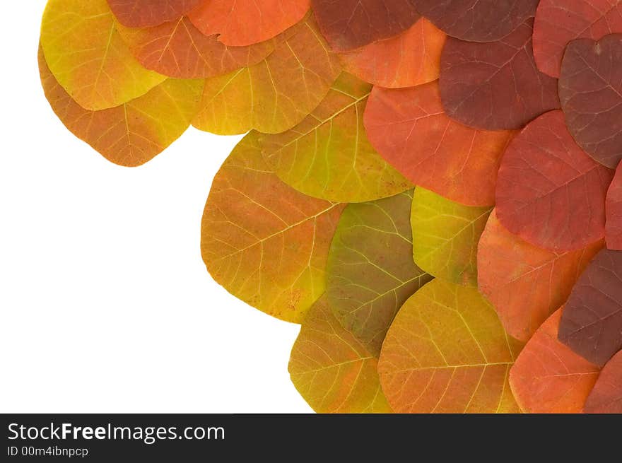 Leaves background isolated on white. Leaves background isolated on white