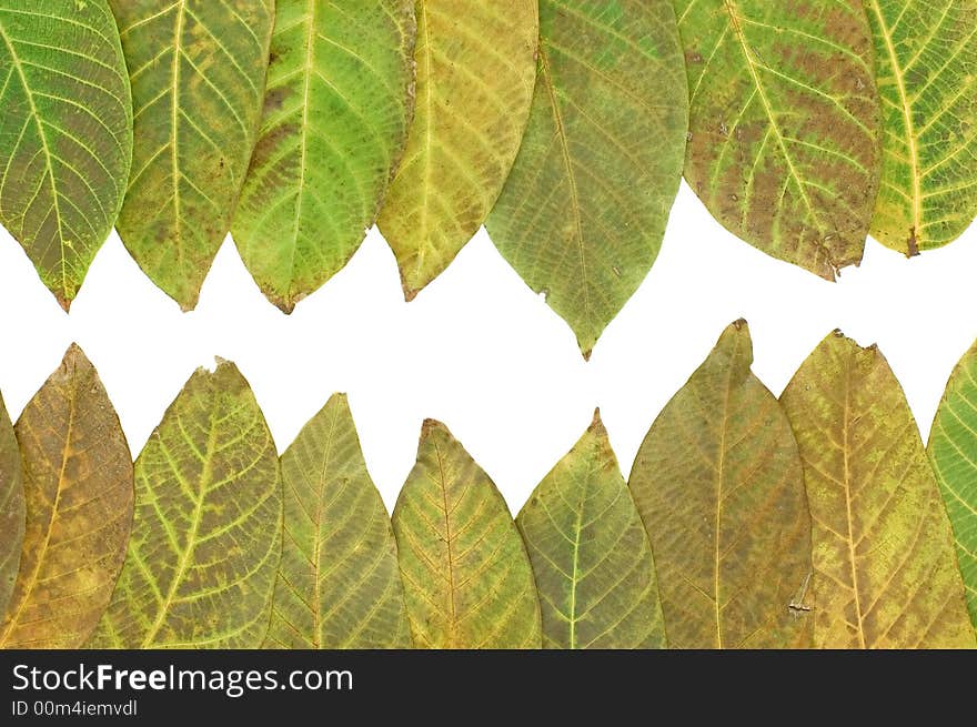 Color leaves background