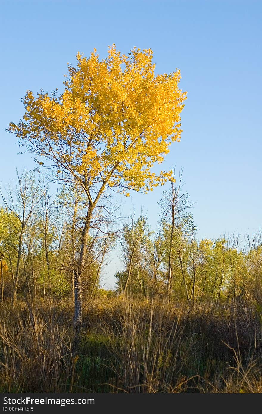 Alone  yellow tree and forest. Alone  yellow tree and forest