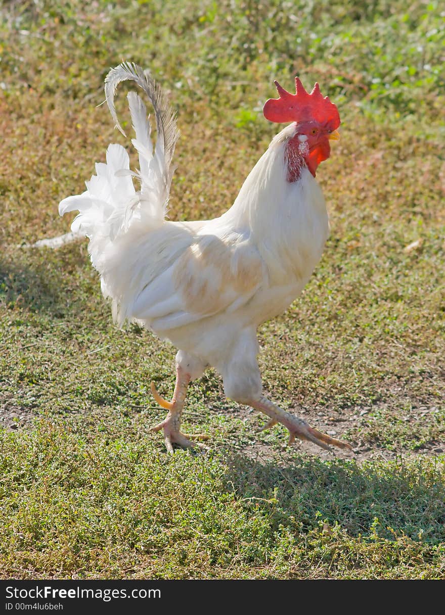 The beautiful cock on a glade in a sunny day