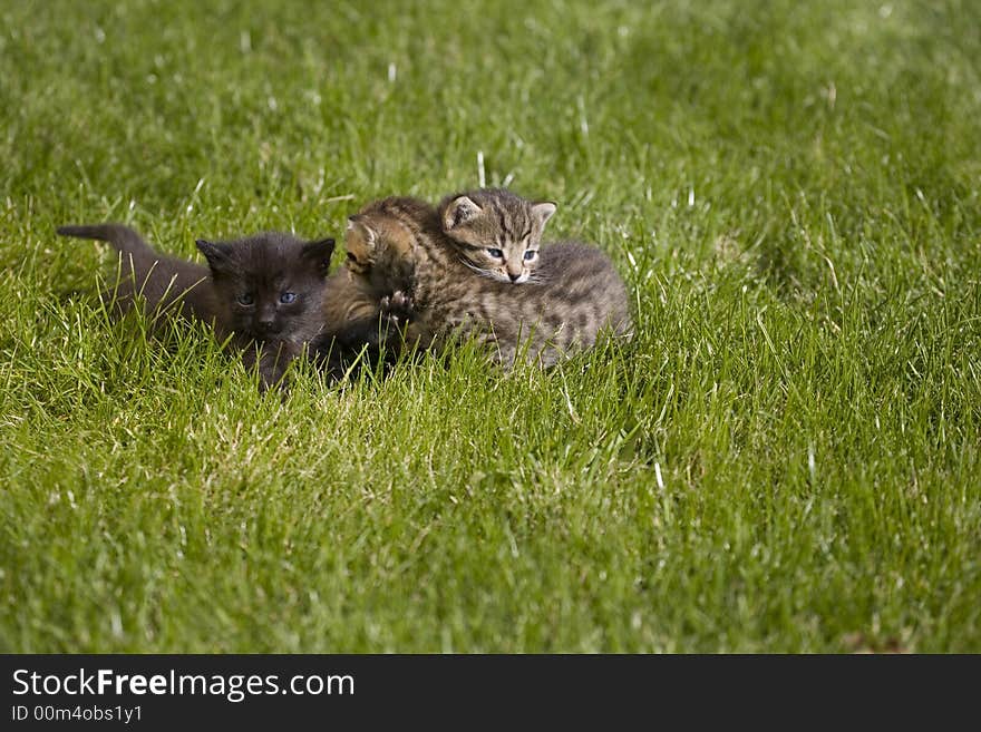 Small young cat portrait on green grass. Small young cat portrait on green grass