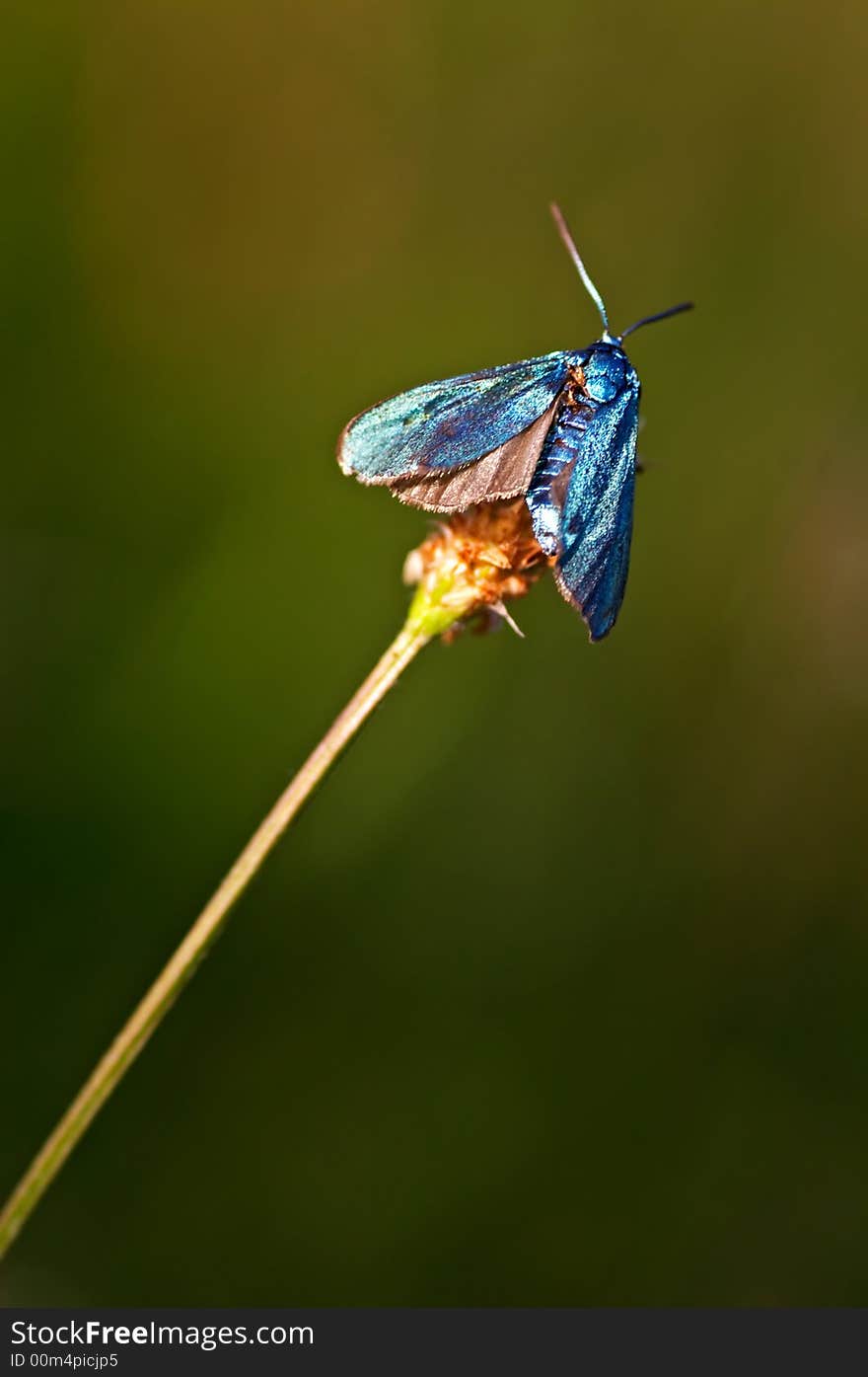 Blue burnet sitting on a grass