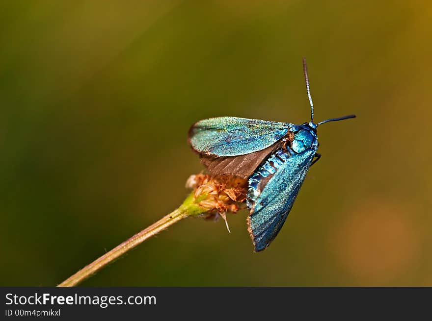 Blue burnet sitting on a grass