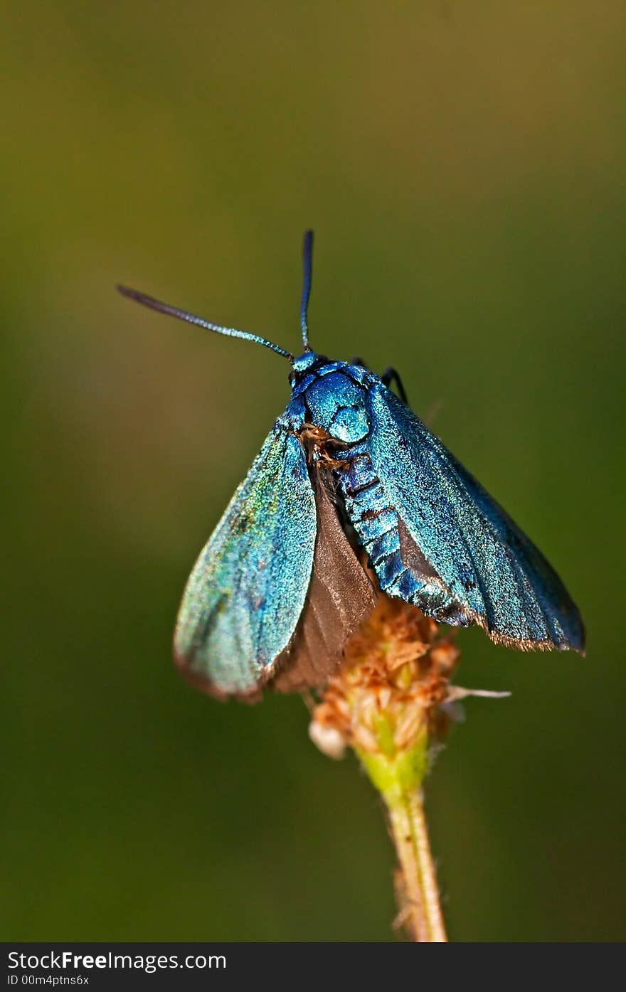 Blue burnet sitting on a grass