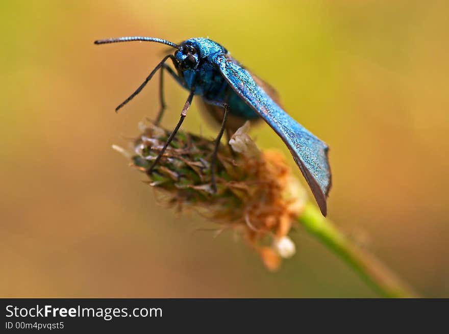 Blue burnet sitting on a grass