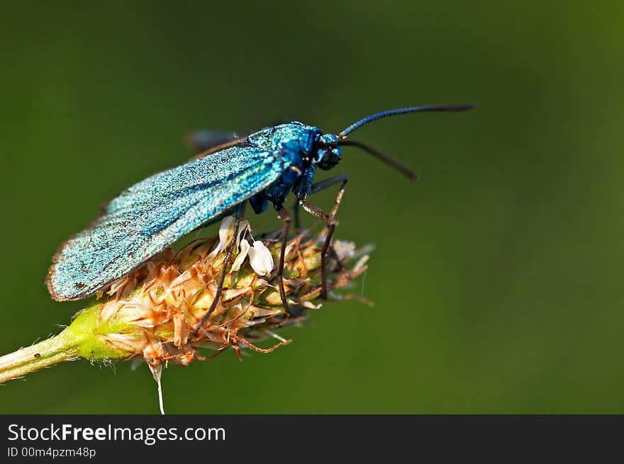 Blue burnet sitting on a grass