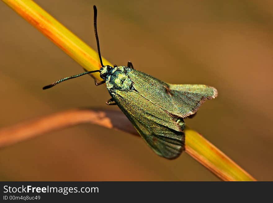 Green burnet sitting on a grass