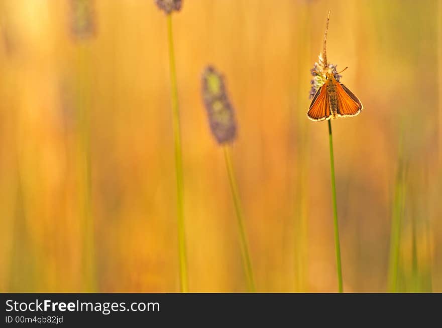 Large Skipper butterfly