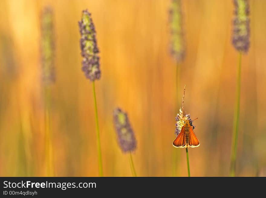 Large Skipper butterfly