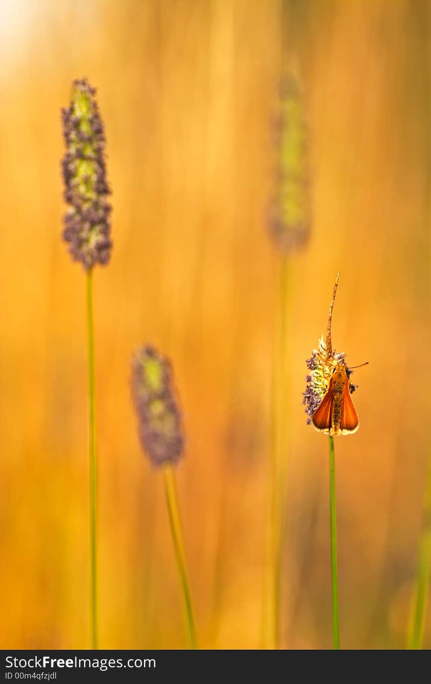 Large Skipper Butterfly