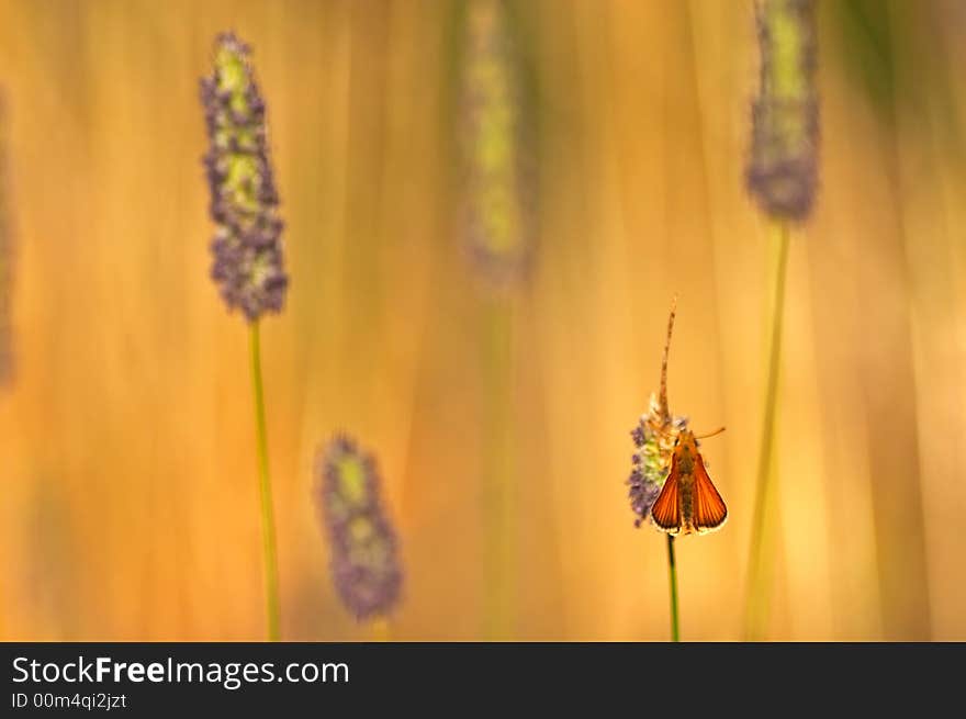 Large Skipper butterfly