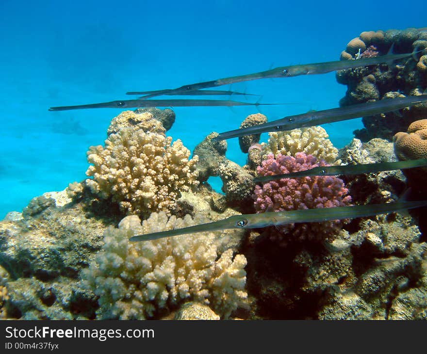 School of cornetfish (Fistularia tabacaria) swimming by a coral formation in the Red Sea, Egypt