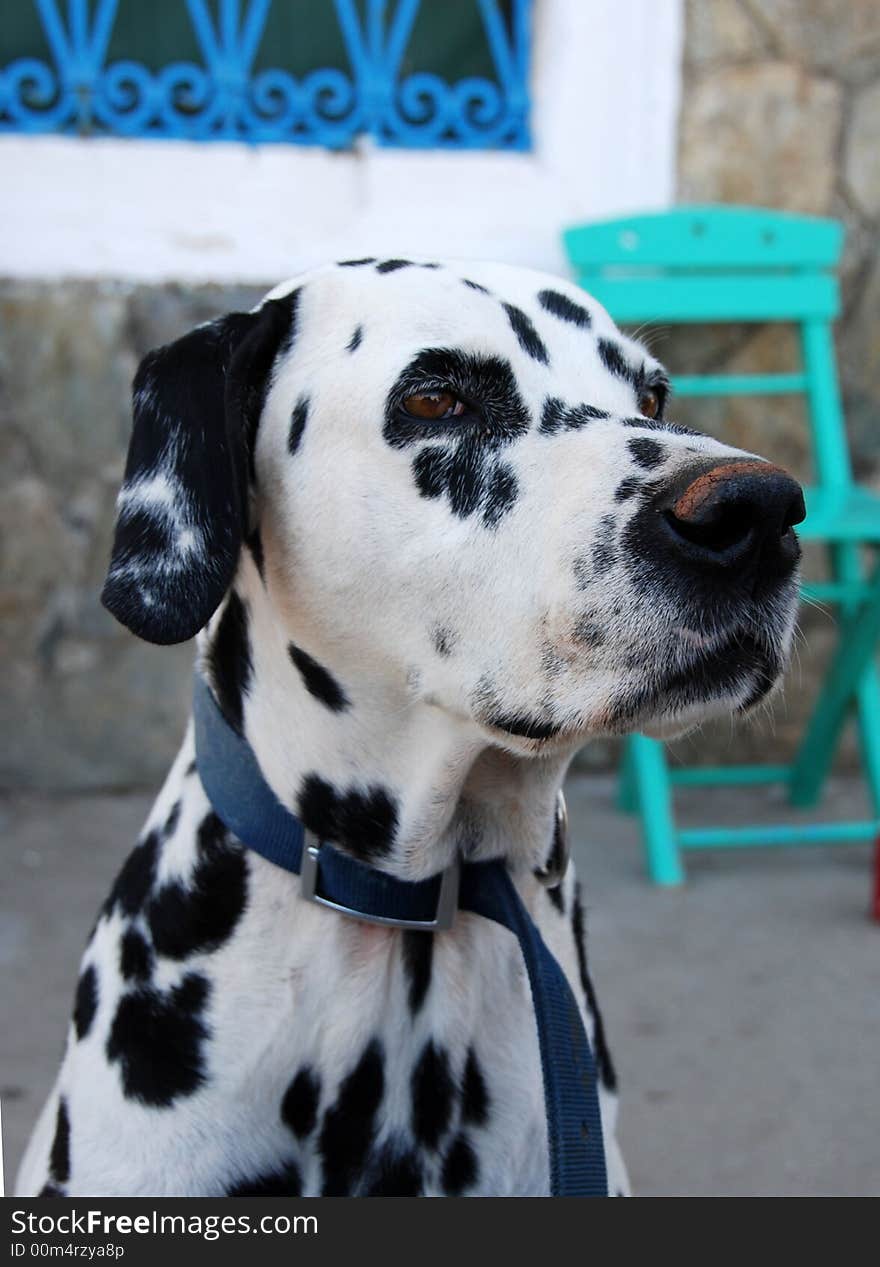 Head of an adult dalmation with mediterranean background. Head of an adult dalmation with mediterranean background