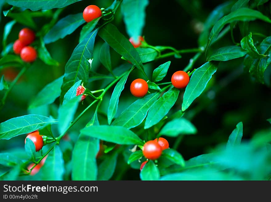 Red berry bush whit green leaf on garden. Red berry bush whit green leaf on garden