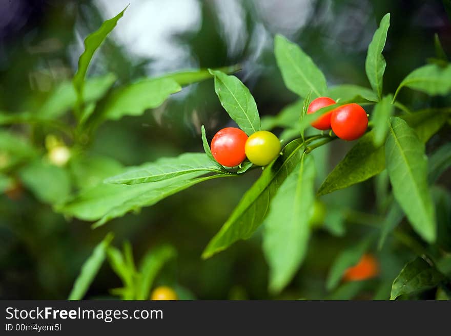 Red berry bush whit green leaf on garden. Red berry bush whit green leaf on garden