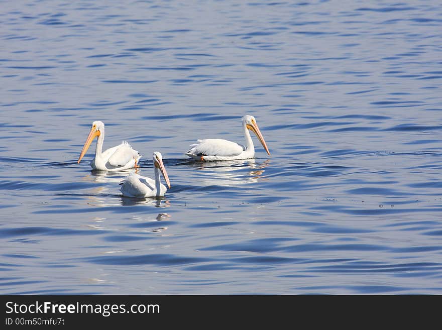 Three pelicans at the Salton Sea in California