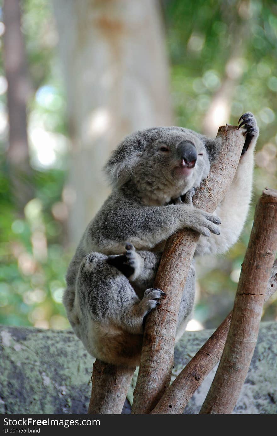 Koala bear in a eucalyptus tree