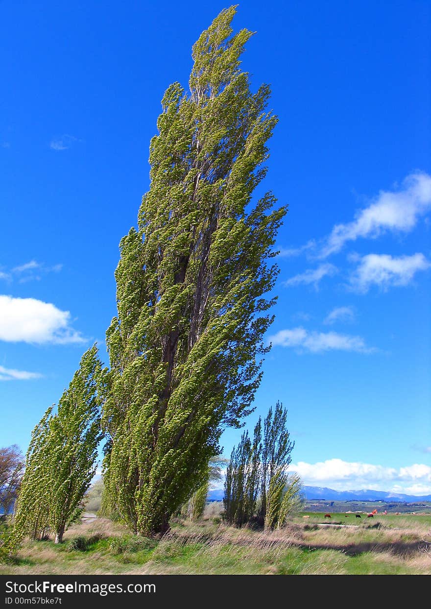 Tree In The Farm Of New Zealand