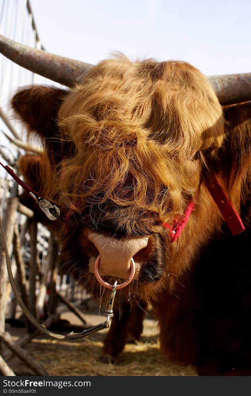 A Scottish Highland Cow in exhibition. A Scottish Highland Cow in exhibition