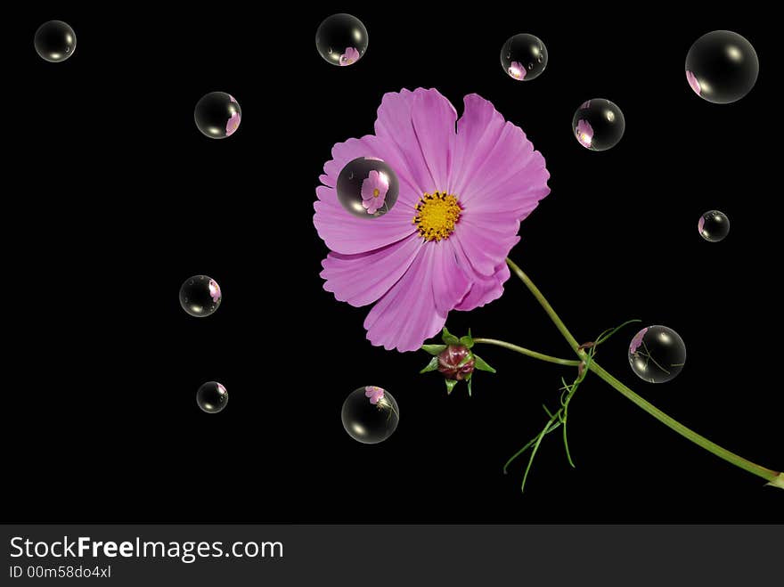 Pretty cosmos blossom with fun bubbles on black background. Pretty cosmos blossom with fun bubbles on black background.