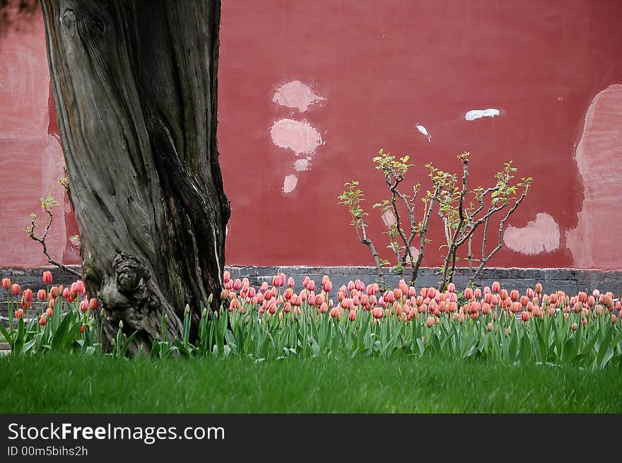 Tulips, Old Tree And Wall