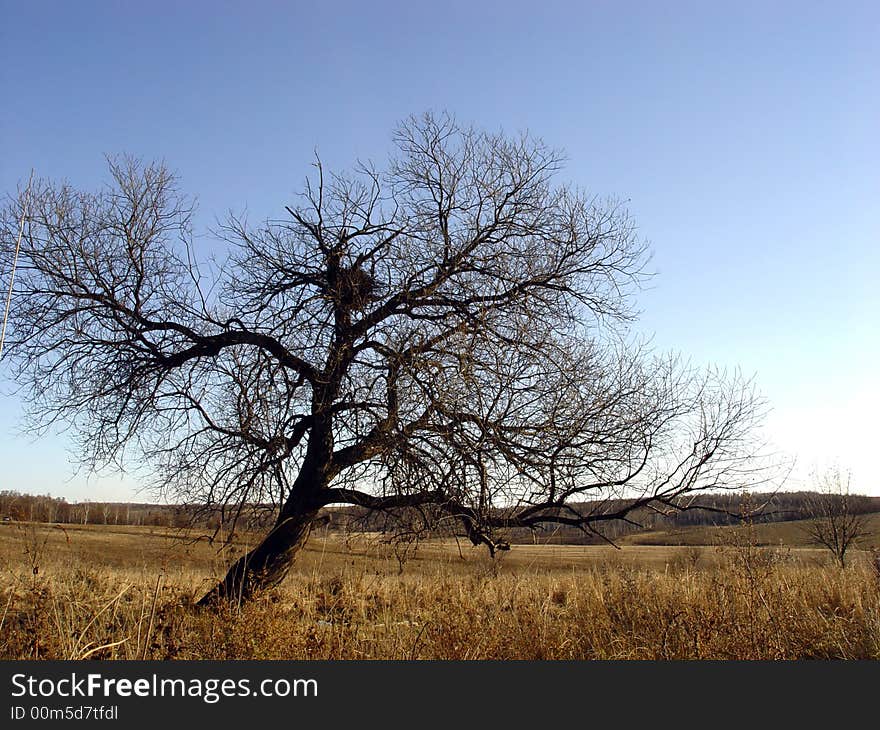 Alone branch tree without foliage at the plain