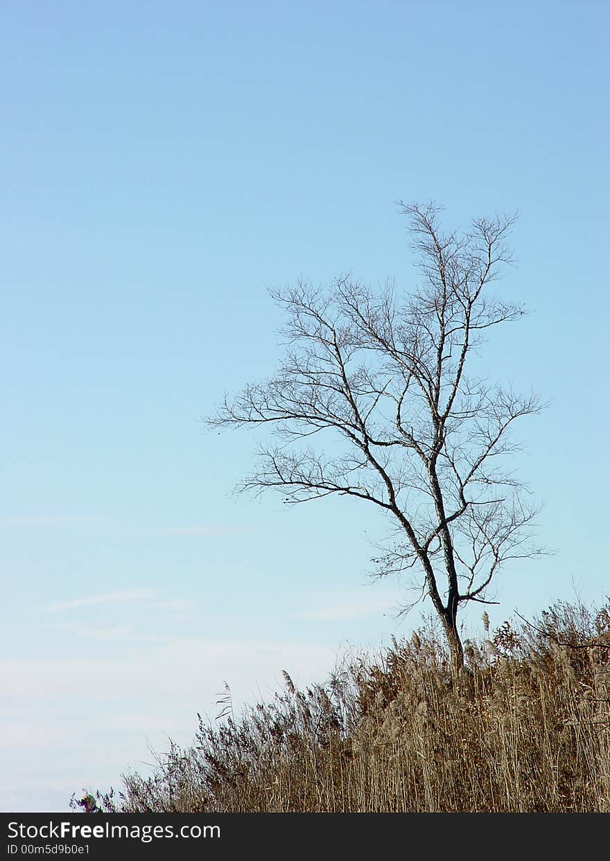 Lonely naked autumn tree standing on the hill