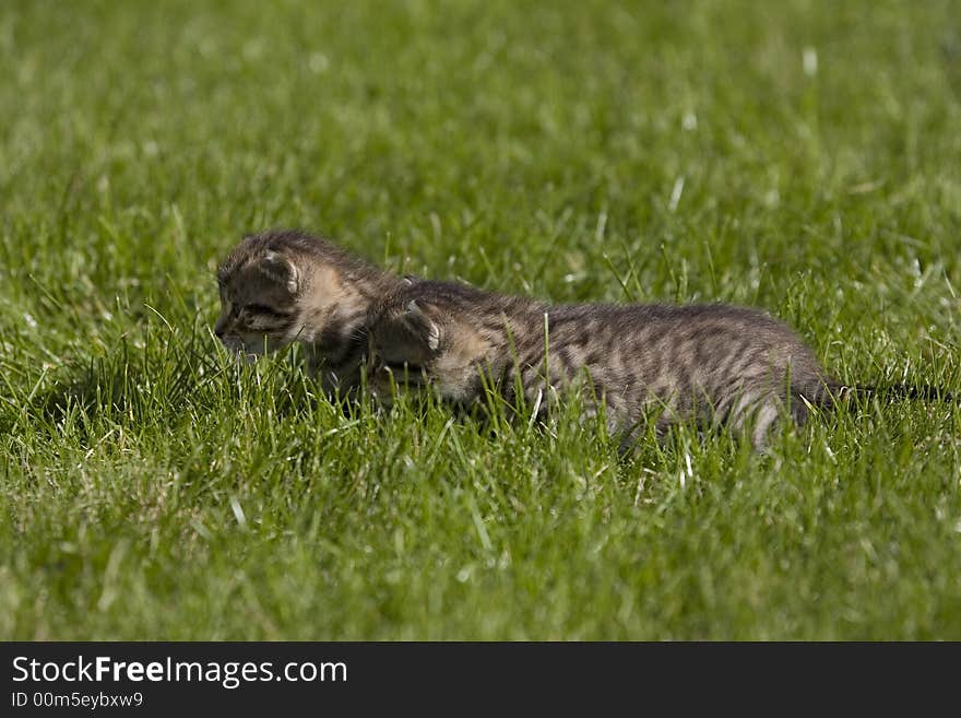 Small young cat portrait on green grass. Small young cat portrait on green grass