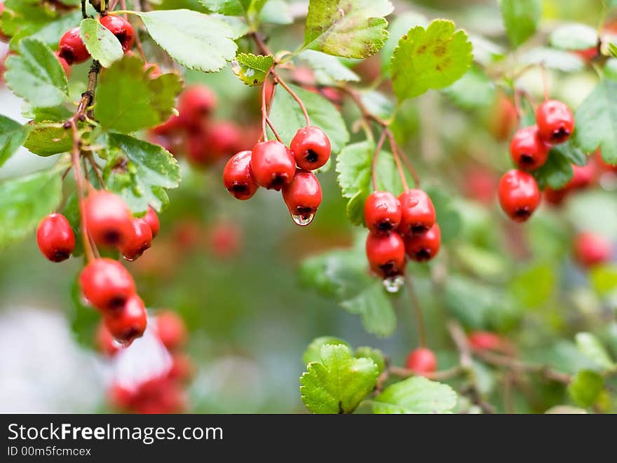 Red berries