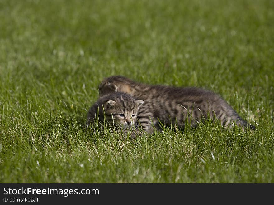 Small young cat portrait on green grass. Small young cat portrait on green grass