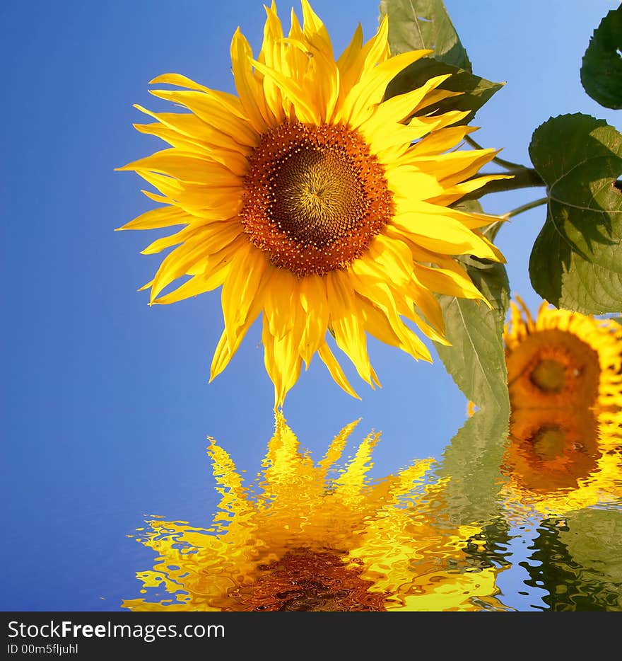 An image of sunflower on blue background. An image of sunflower on blue background