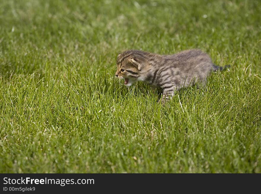 Small young cat portrait on green grass. Small young cat portrait on green grass