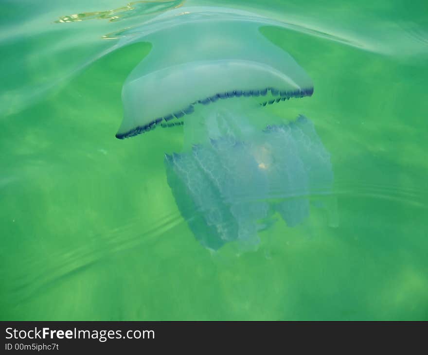 Jellyfish