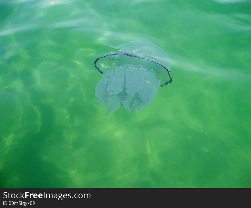 Jellyfish