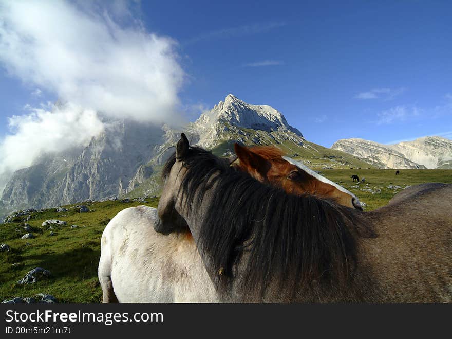 Wild horse free on mountain