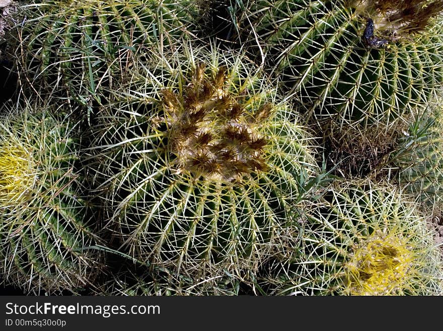 Group of exotic mexican cactuses