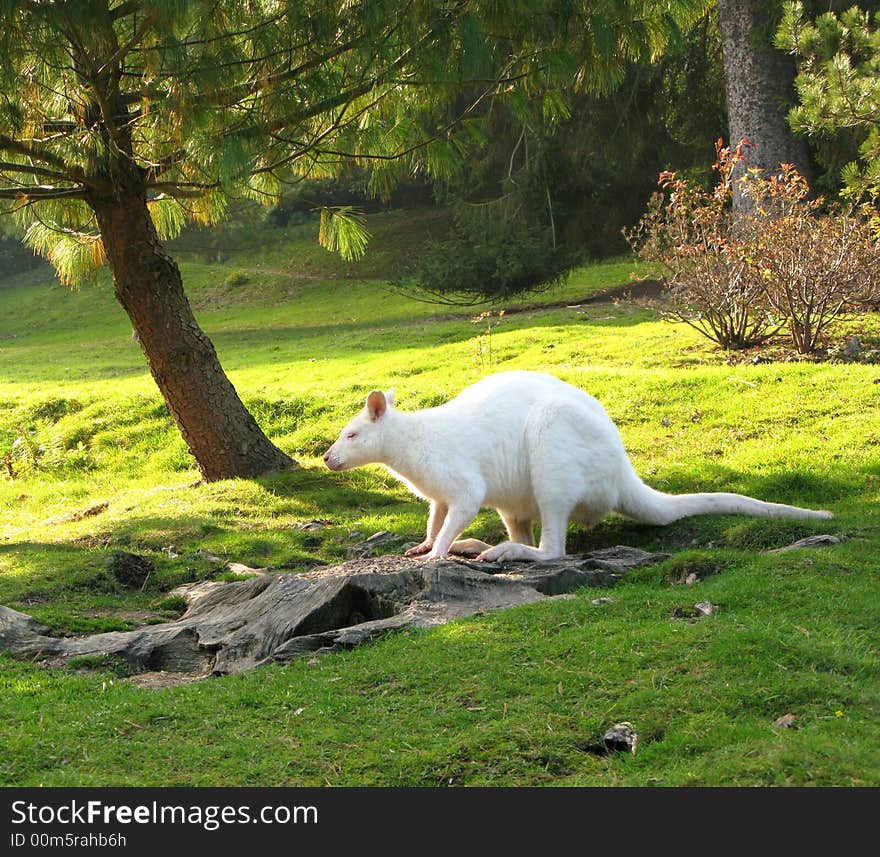 A rare albino wallaby arrives for breakfast at dawn. A rare albino wallaby arrives for breakfast at dawn