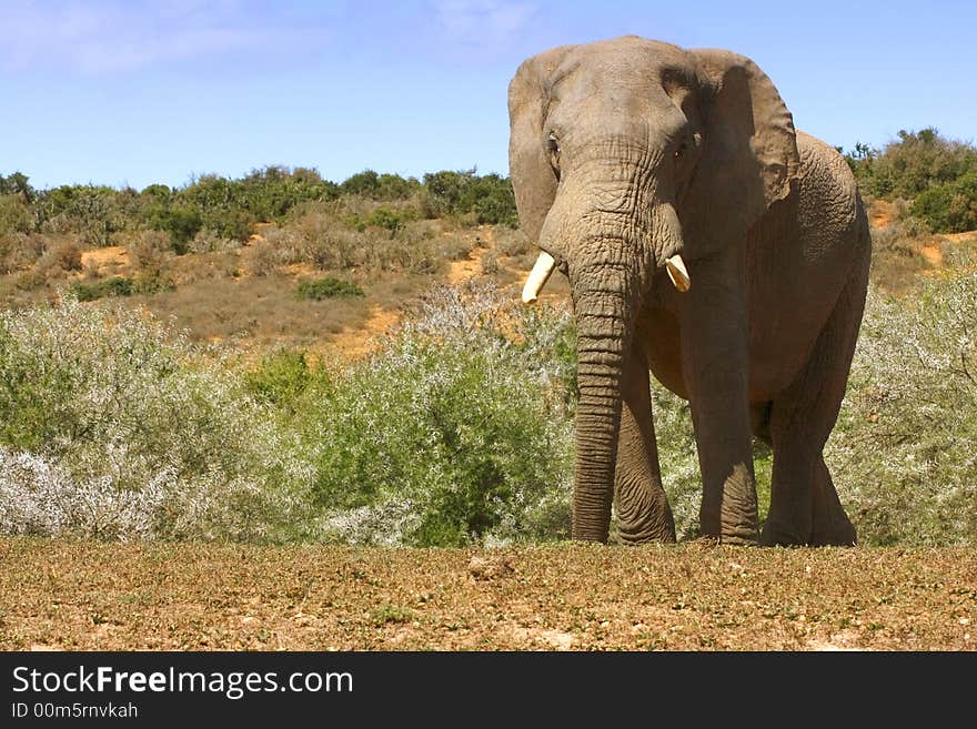 Bull elephant watching from a distance