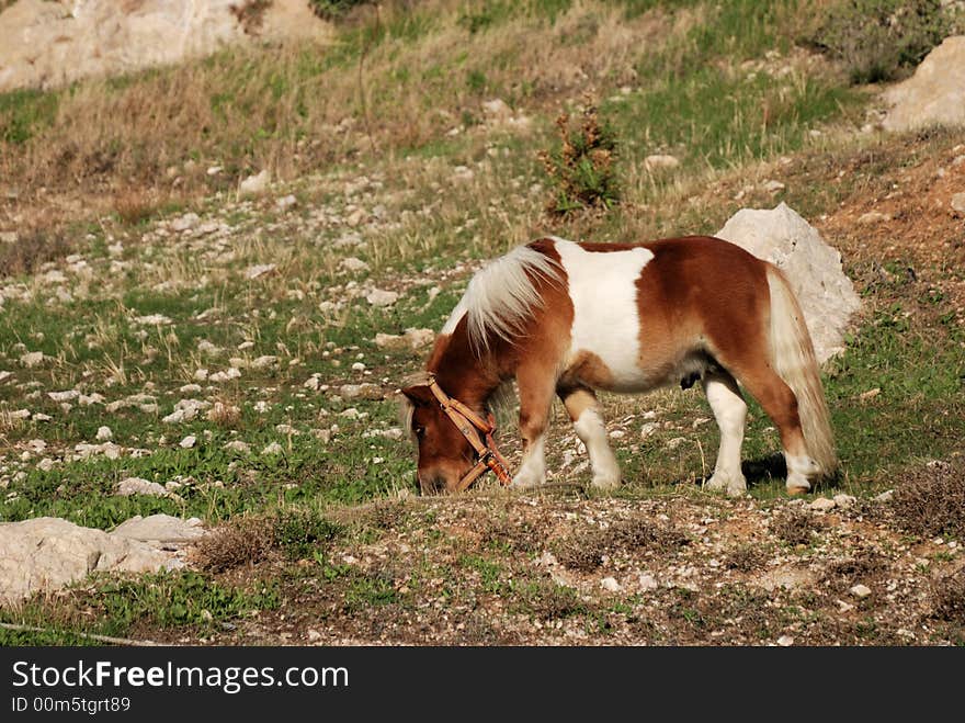 Grazing pony