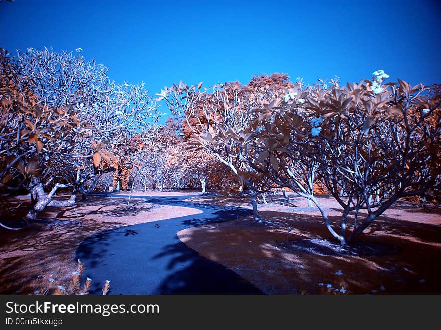 Infrared Photo â€“ Tree And Path