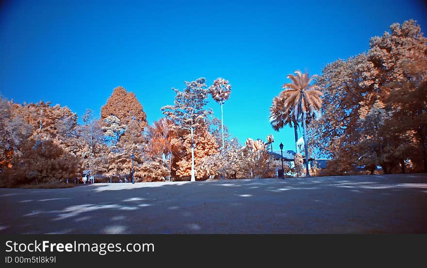 Infrared photo – tree and park