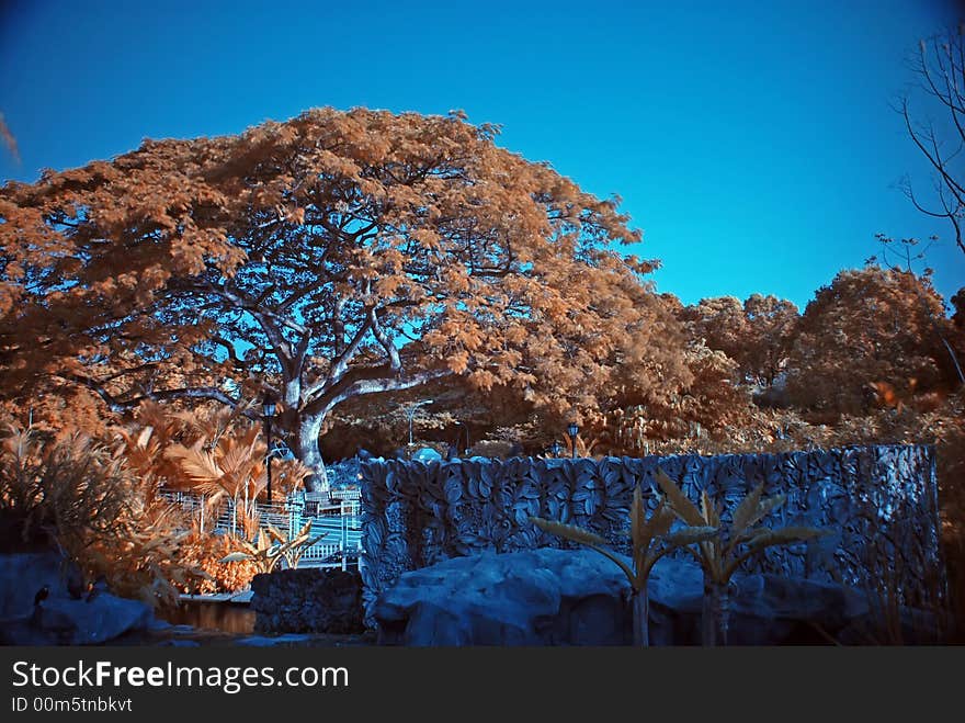 Infrared photo – tree and park