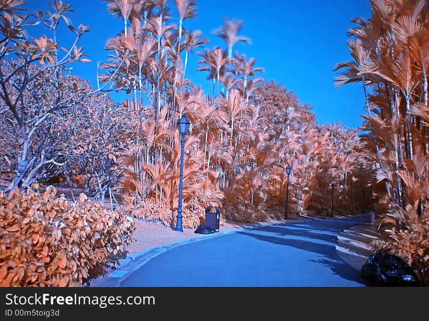 Infrared photo – tree and road