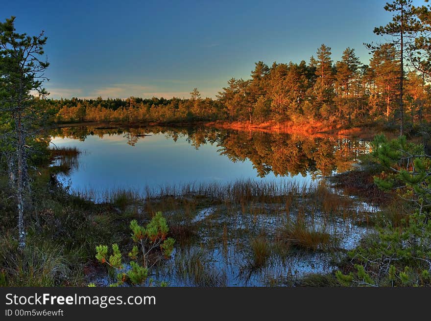 Colorful autumn wood on bogs in Estonia