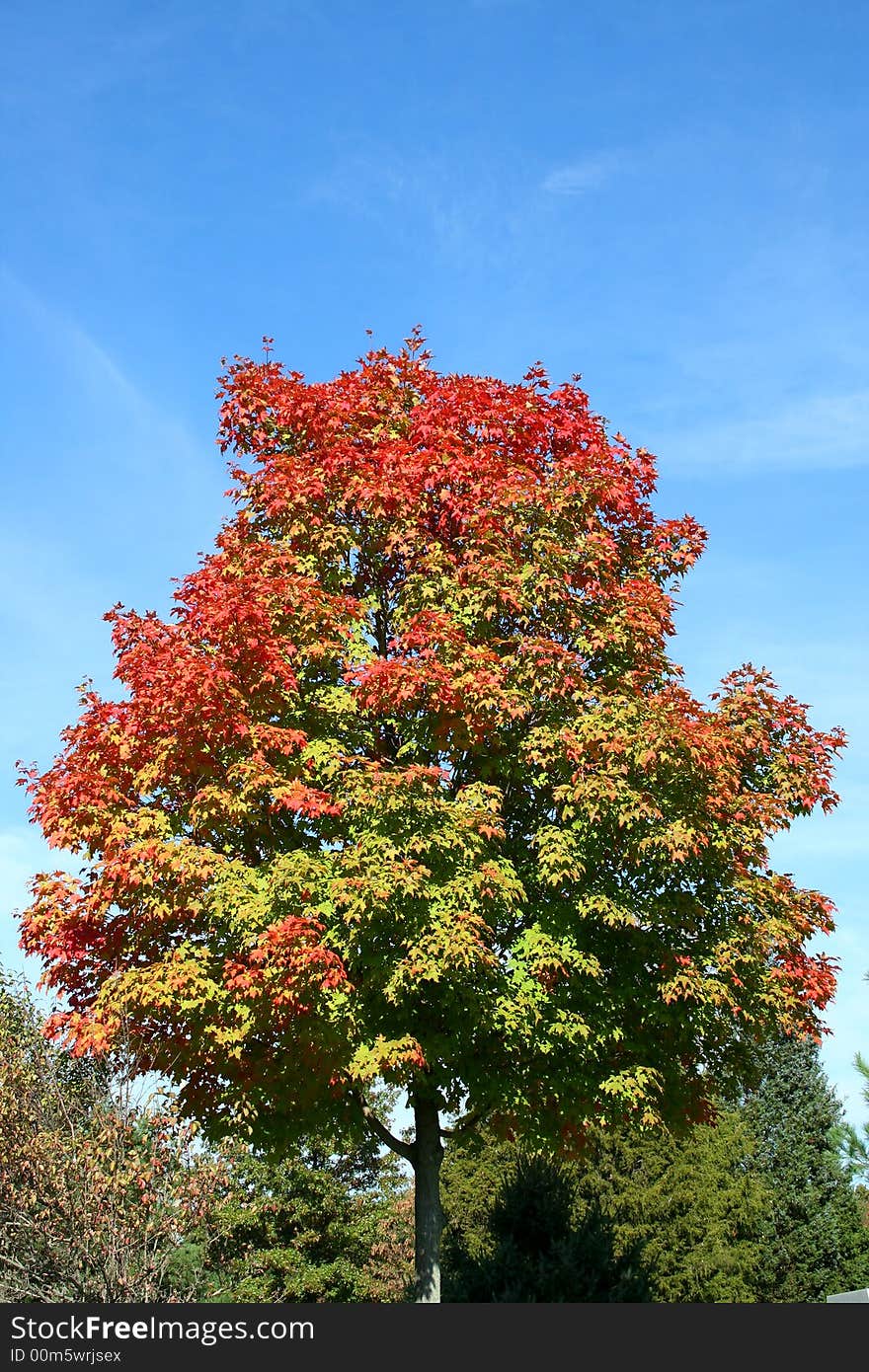 An Autumn Tree against a blue sky