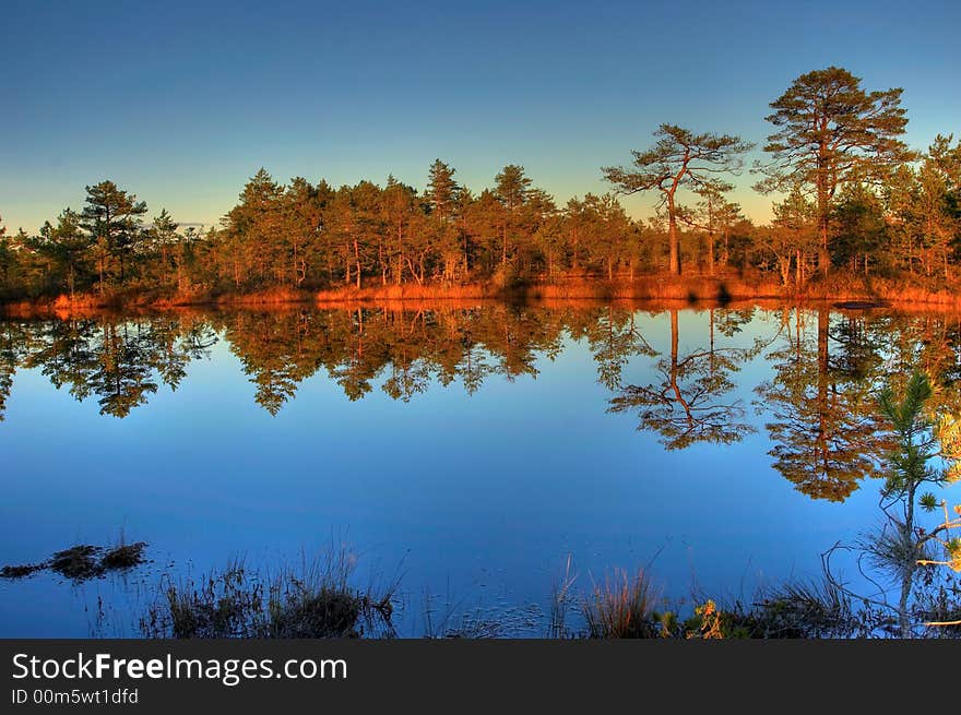 Colorful autumn wood on bogs in Estonia