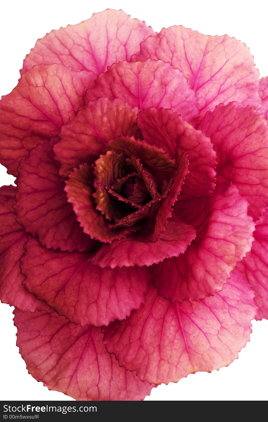 Flower of a decorative purple plant. A close up. Flower of a decorative purple plant. A close up