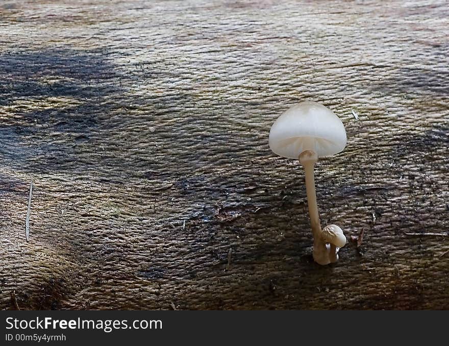 Textured mushroom